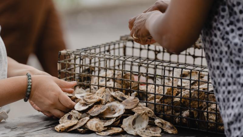 Oyster shells and cage