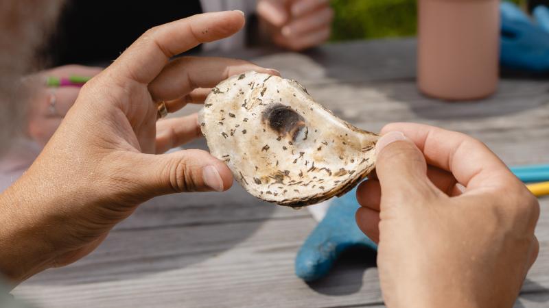 hands holding an oyster shell