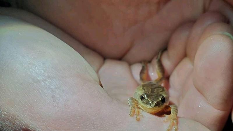spring peeper in hands