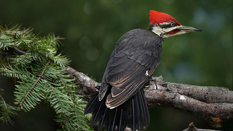 pileated woodpecker