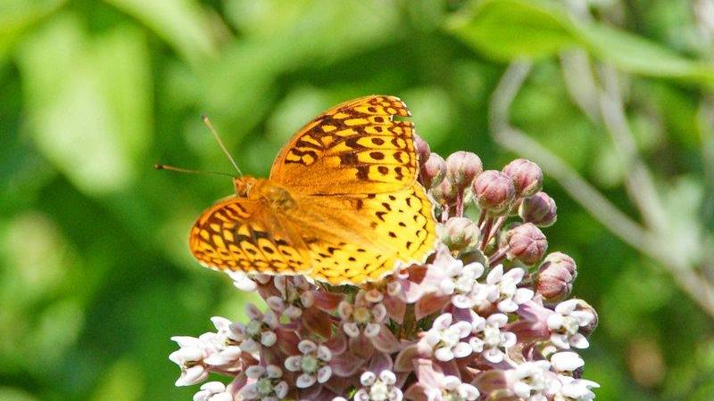 plants and pollinators