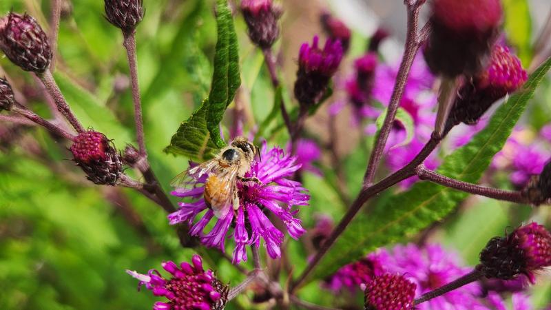 bee on flower
