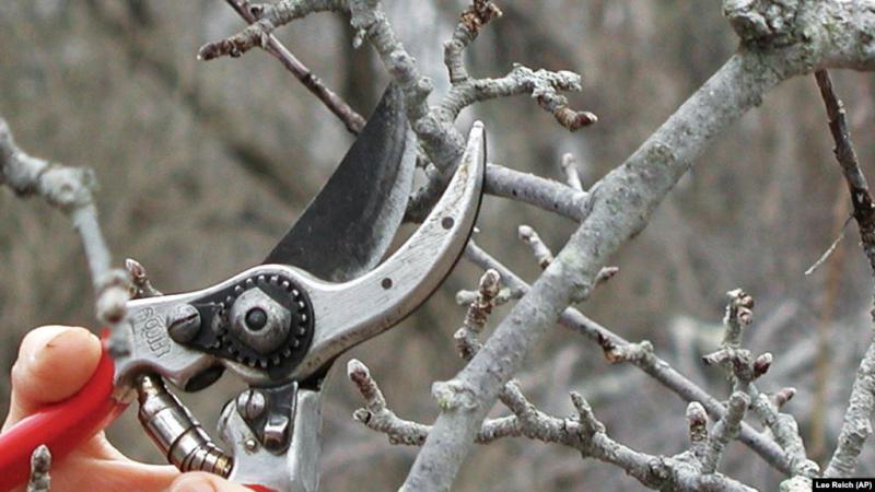 Pruning an apple tree