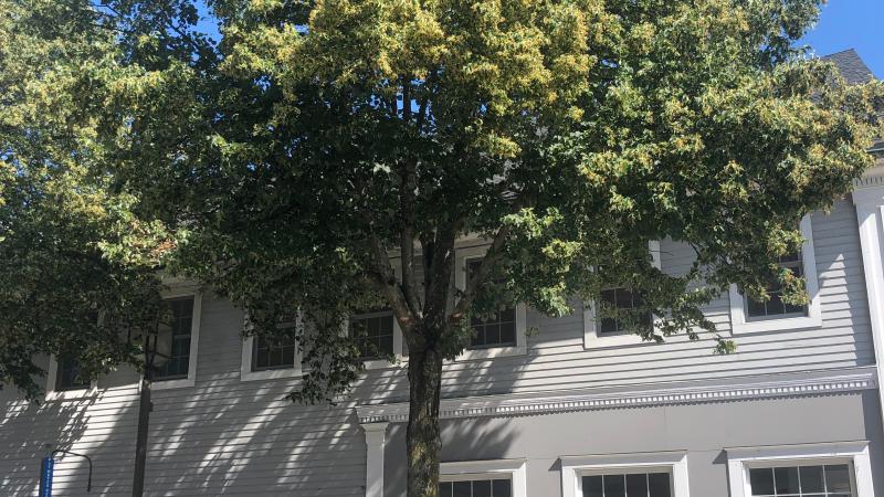 Tree on Street