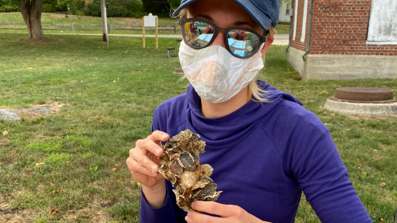 Oyster Counting