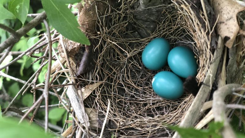 birds nest with three blue robins eggs