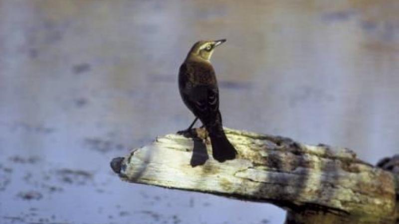 Rusty blackbird on log