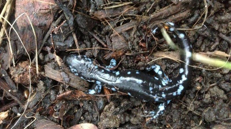 salamander