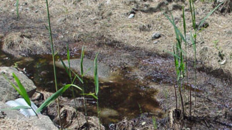 phragmites growing along brook