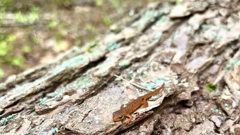 red eft on bark