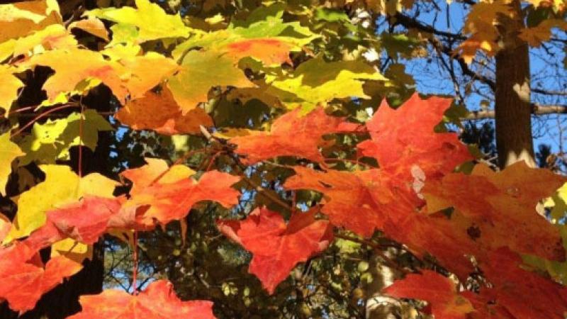 Sugar Maple Foliage