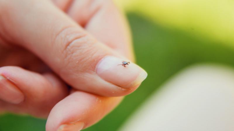 Tick on Finger