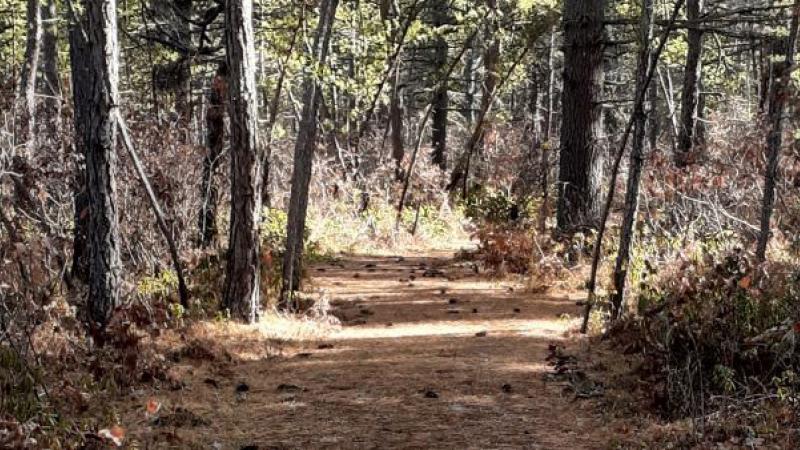 Trail in the woods.