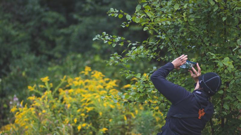 person using phone to identify plant