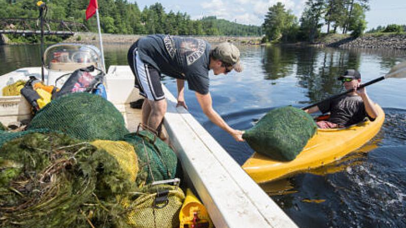 person on boat collecting aquatic invasives