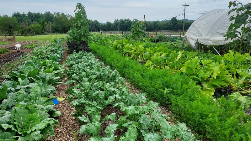 garden