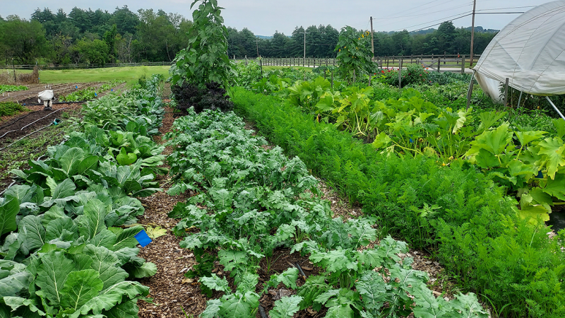 garden rows 
