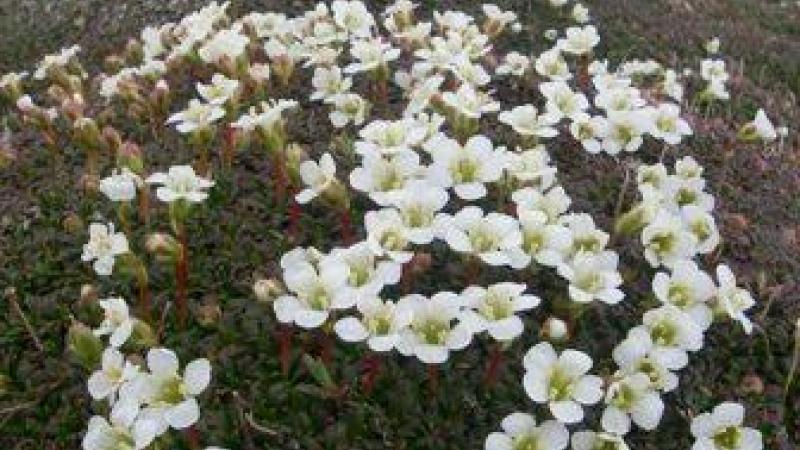 diapensia flowers in White Mountains Appalachian Mountain Club