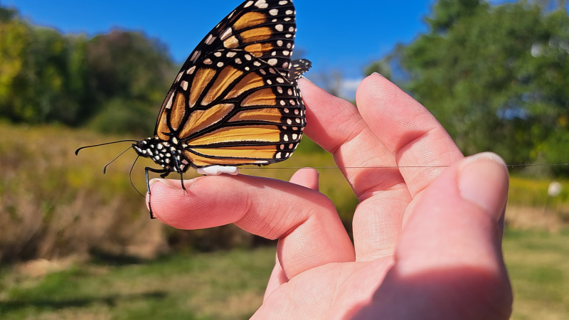 monarch butterfly perched on persons hand