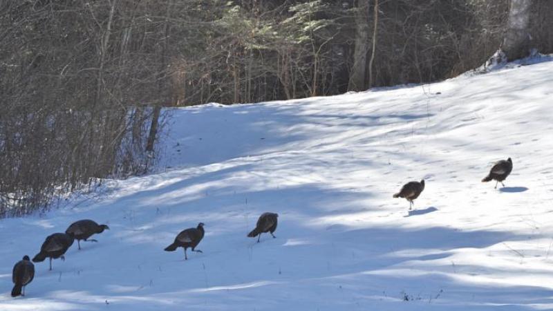 Winter turkeys