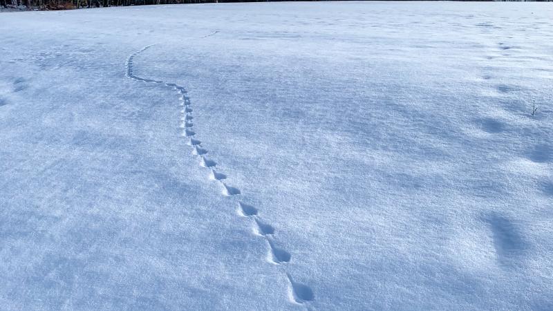 wildlife tracks in snow
