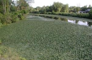 Water chestnut infestation - stock from Bugwood.org