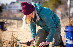 women planting dune grass on dune