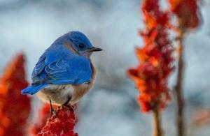 Eastern Bluebird