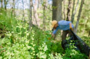 Garlic Mustard pull in Lubberland Creek 2017