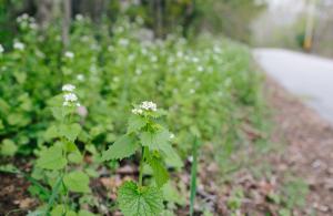 Garlic Mustard