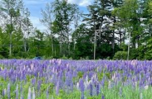 flowering field