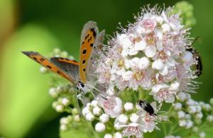 pollinator on flower