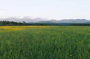 field with mountains in the background