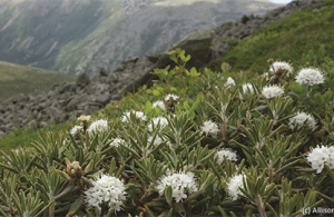 Wildflowers