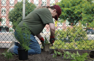 Person planting pollinator plants