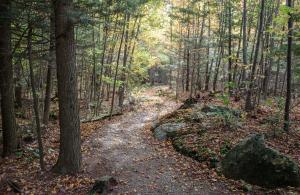 Trail through woods