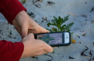 using iphone to identify plant