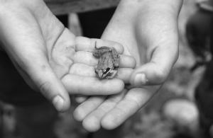 Hands holding a frog