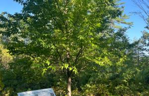 american chestnut tree