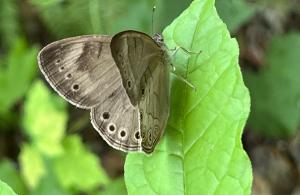 Appalachian brown butterfly