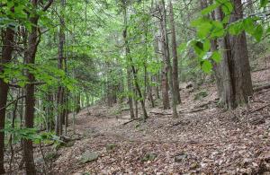 trail through woods