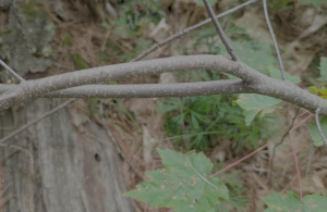 glossy buckthorn bark up close