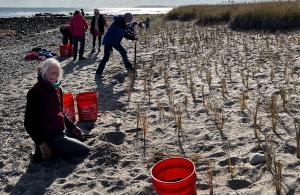 Volunteers planting beach grass