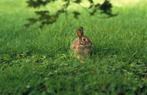Eastern Cottontail Rabbit in Field