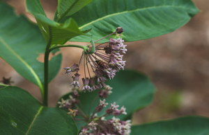 Milkweed & Insect