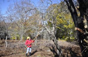 volunteer pruning apple trees