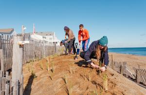 People planting grass on dune