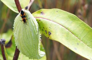 pollinator beetle on plant