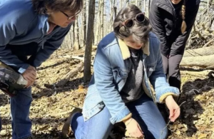 Volunteers pulling invasive plants in the woods