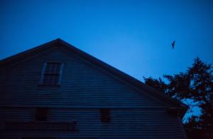 Bats flying out of barn at night